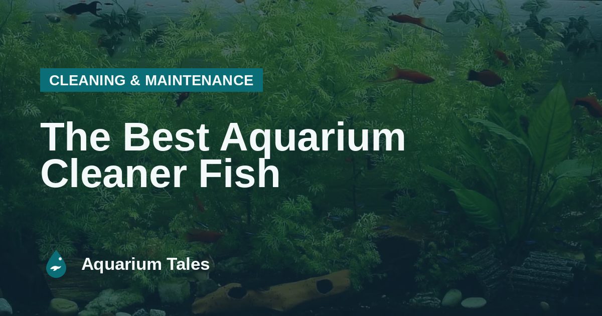 The Best Aquarium Cleaner Fish