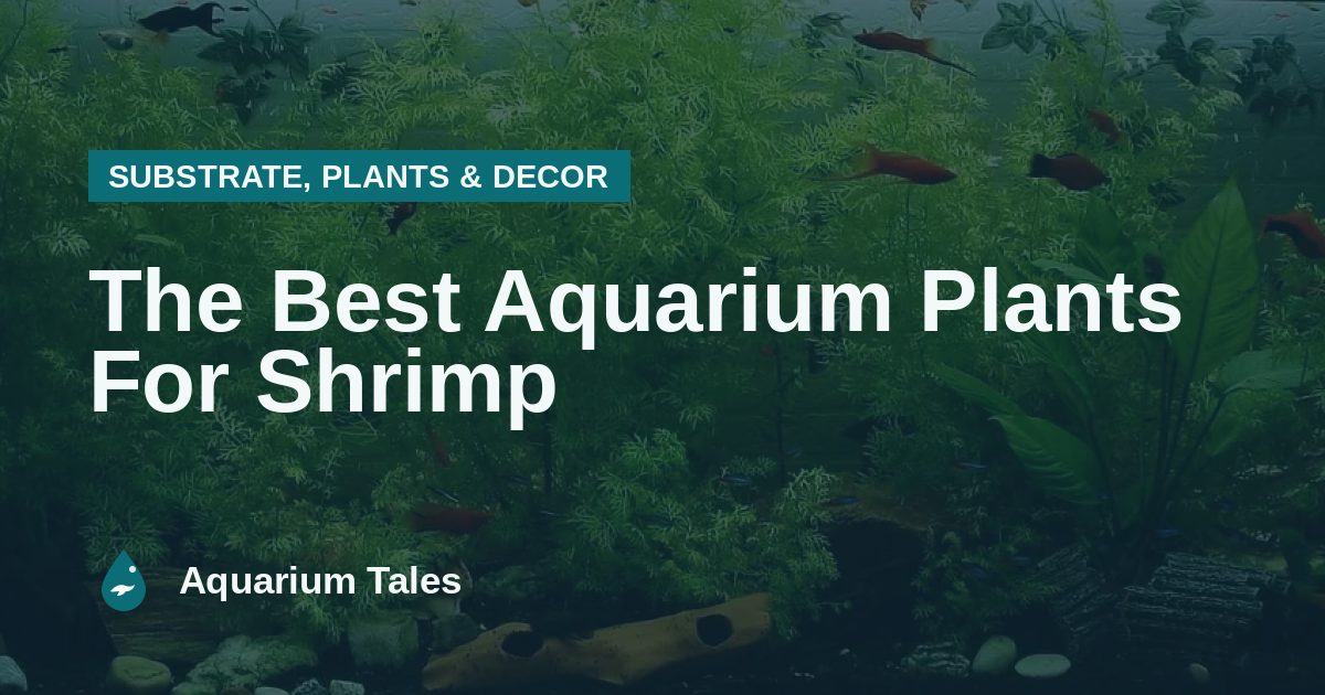 The Best Aquarium Plants For Shrimp