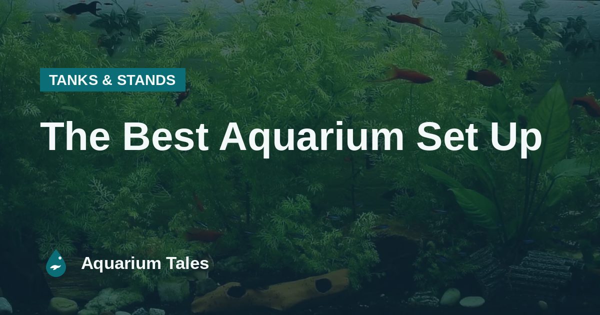 The Best Aquarium Set Up